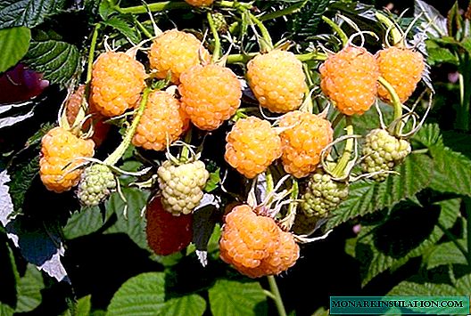 We grow the Yellow giant: large-fruited fragrant raspberries