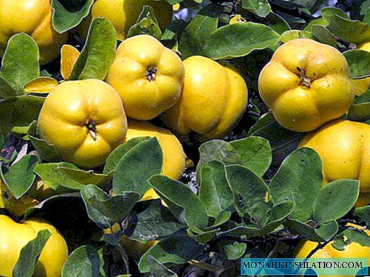 Growing Quince: Tips for Gardeners
