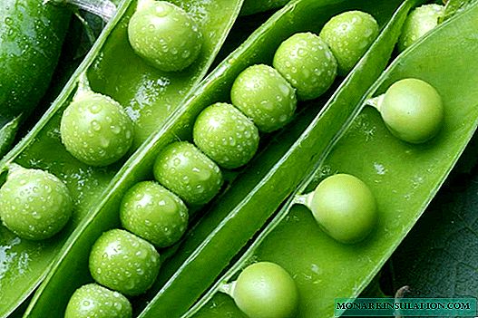 Growing peas at home: from variety selection to harvest