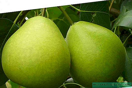 Favorite pear cultivation