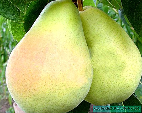 Growing Victoria Pears