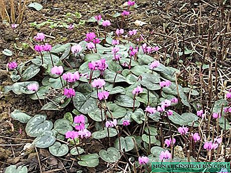 Growing and caring for cyclamen at home