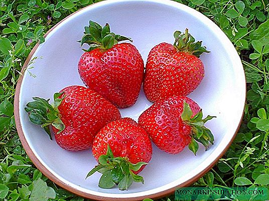 Cultivo de fresas a partir de semillas: cuidado de plantación y plántulas