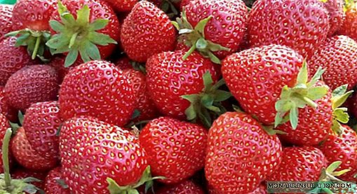 Growing strawberries in a summer cottage: a variety of ways and tips for care