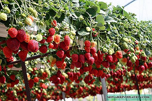 Cultiver des fraises dans des tuyaux en PVC: non standard, efficace, beau