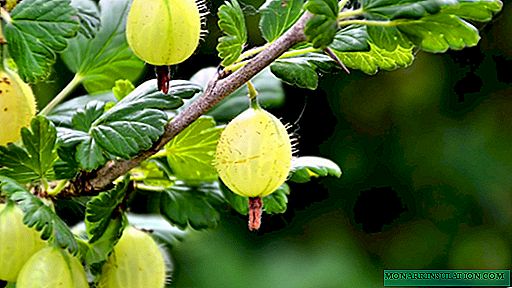 Gooseberry cultivation: from crop selection to harvest