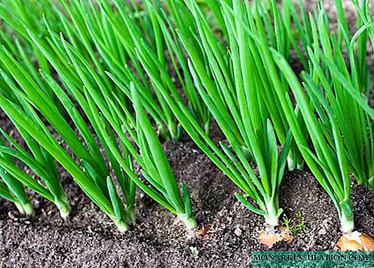 Growing onions in greens: from windowsill to hydroponics!