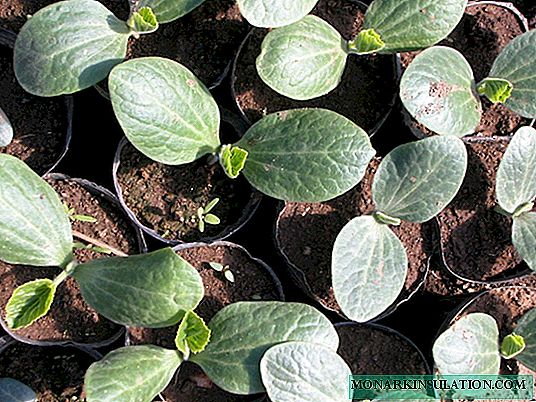 Coltivazione di cetrioli attraverso piantine: disponibile anche per i principianti