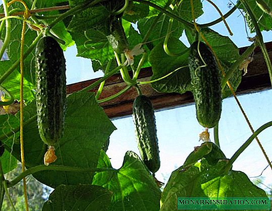 Growing cucumbers in plastic bottles: an interesting experience and a decent result!
