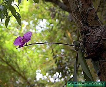 Cultivo de orquídeas a partir de semillas: ¿quimera o realidad?