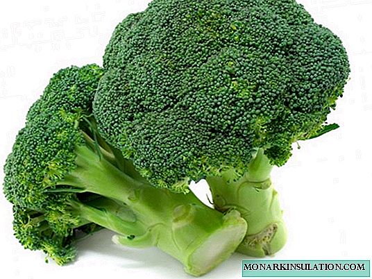 Buah-buahan broccoli yang tumbuh dan menjaga mereka di rumah