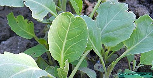 Growing Cabbage Seedlings at Home: A Step-by-Step Guide