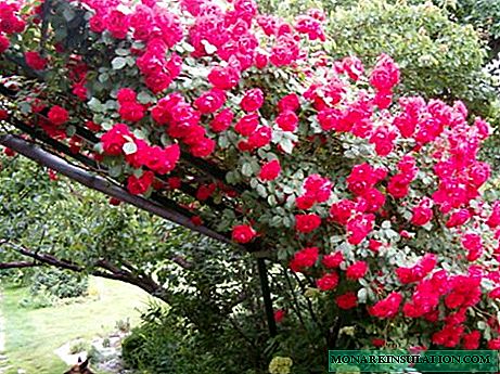 Growing roses in Siberia: choose winter-hardy varieties + planting and care rules