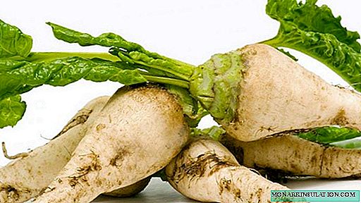 Sugar beet cultivation: from sowing seeds to harvesting