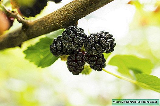Mulberry cultivation: cultivation methods, crop care and common varieties