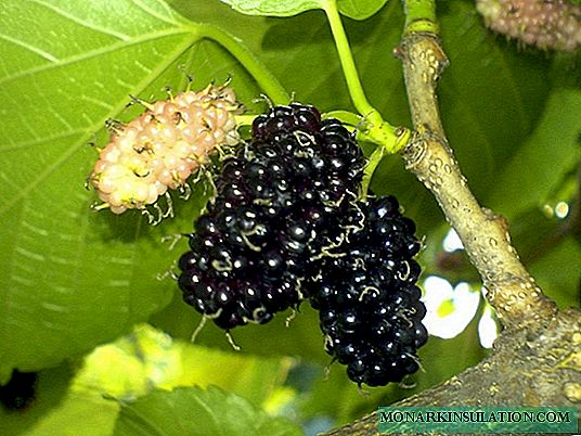 Mulberry dyrkning i Moskva-regionen: egnede sorter, plantning og pleje funktioner