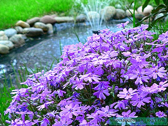 Growing varietal phlox: features of planting and care of the "fire flower"
