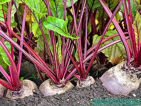 Growing beets in open ground and in a greenhouse