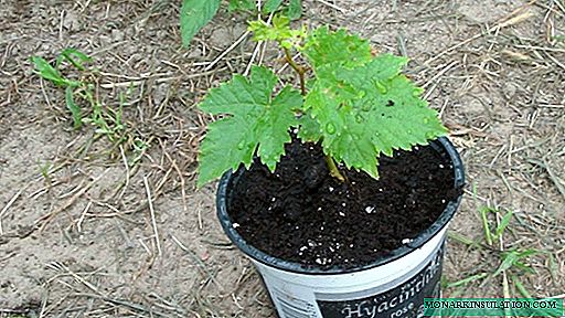 Growing grapes from cuttings: tricks and nuances