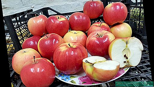 Rosnące jabłonie Ligol