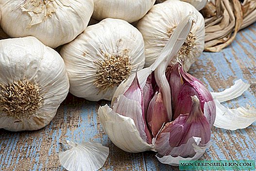 Crescere l'aglio primaverile: regole e trucchi