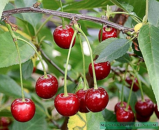 Kharitonovskaya Cherry - una variedad con buena inmunidad