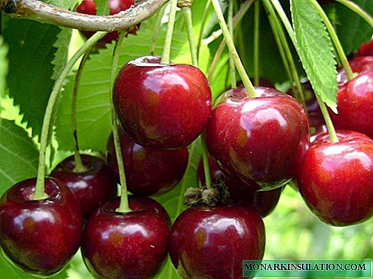 Lyubskaya Cherry - osvědčená odrůda