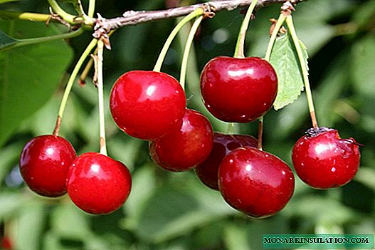 Cherry Malinovka: en av de ryska favoritvarianterna