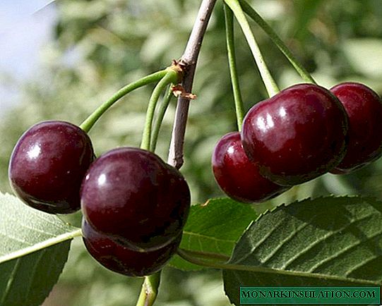 Cherry Morozovka - residente invernale e gustoso dei giardini