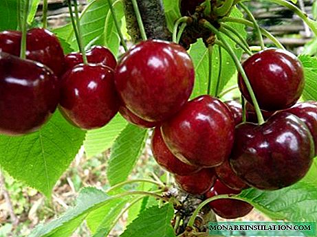 Cherry Coeval - how to plant and grow