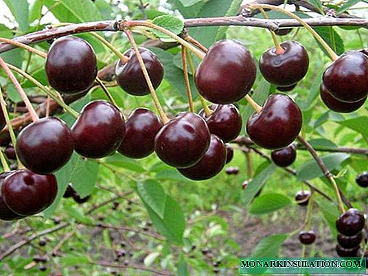 Cherry self-fertile for the Moscow region
