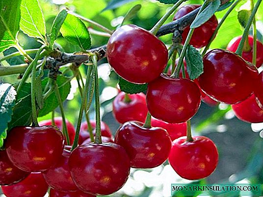 Generous Cherries - a self-made variety for the Urals and Siberia
