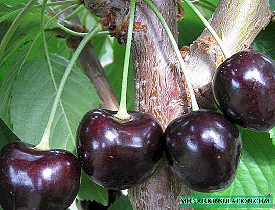 Čokoládové třešně: nízké, ale produktivní a chutné
