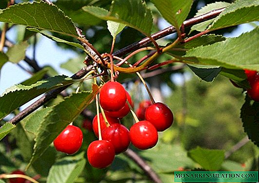 Cherries Zhivitsa - a new promising variety