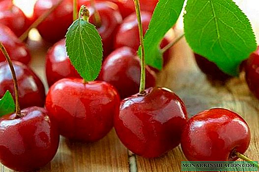 Cherry Orchard: variedades y tipos de cerezas