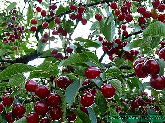 High-yielding cherry Youth - winter-hardy and large-fruited variety