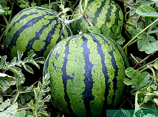 Berry bergelung yang lazat: bagaimana untuk menanam semangka sendiri