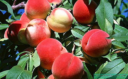 Mögliche Probleme beim Anbau von Pfirsich