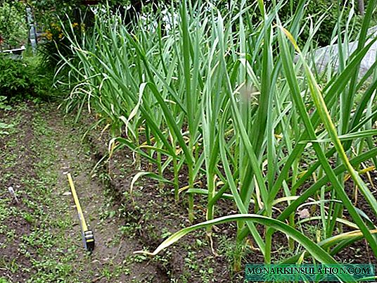 Pests on a garlic bed: know the enemy by sight! Photos and methods of struggle