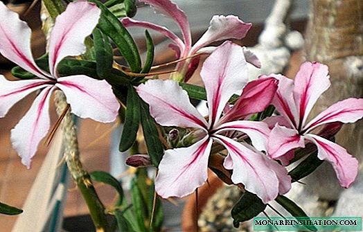 All about pachypodium: species, care, reproduction, treatment for pests