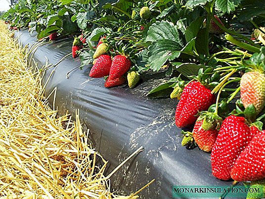 Tout sur la façon de nourrir les fraises: les meilleurs engrais et ce qui menace la plante d'un manque d'engrais