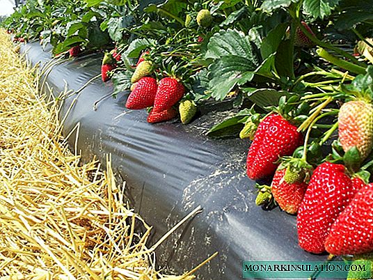 Tudo sobre como alimentar os morangos: os melhores fertilizantes e o que ameaça a planta com falta de fertilização