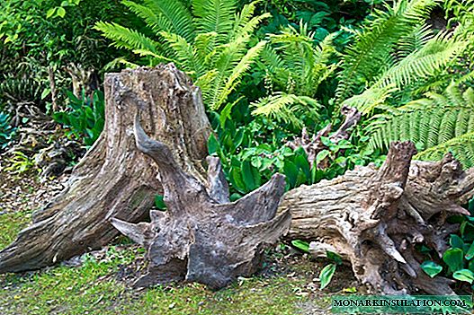 Everything about rutarium or how to make a garden from old stumps and roots with your own hands