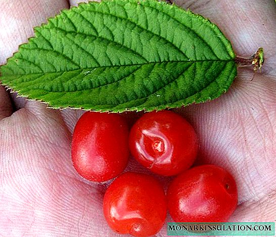 Todos los secretos de las cerezas de fieltro: selección de variedades, características de plantación, cuidado y reproducción