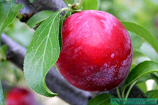 All About Opal Plum Variety