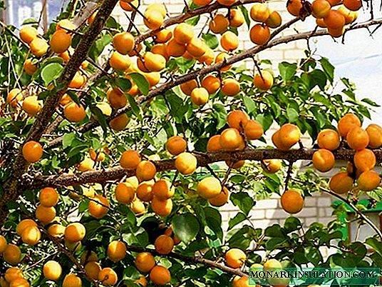 All about spring apricot vaccinations