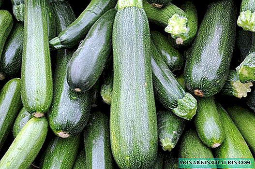 Alles over groeiende Tsukesh Courgette