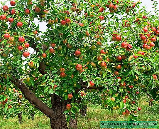 كل ما يتعلق بشجرة التفاح: ما هو التنوع الذي يجب اختياره وكيفية نموه بشكل صحيح