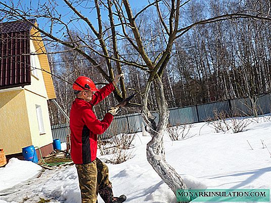 All about pruning apple trees
