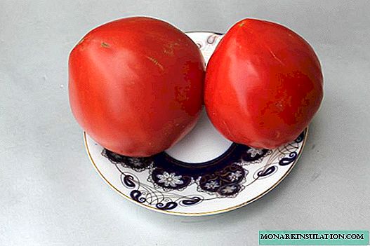 Tất cả về cà chua phát triển thành công Trái tim bò: Một loại cà chua hồng yêu thích